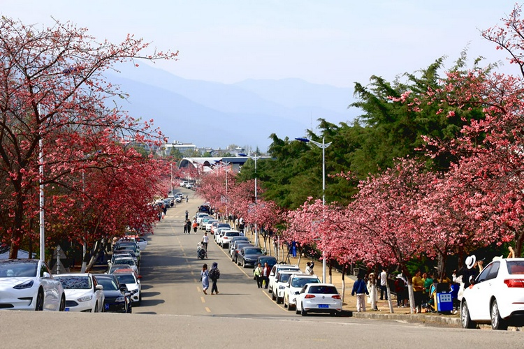 大理大学樱花