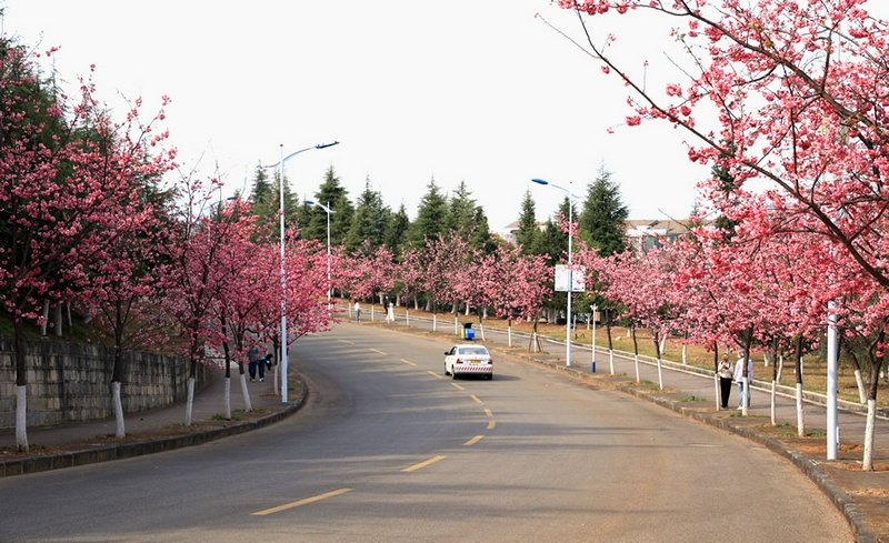 大理大学樱花