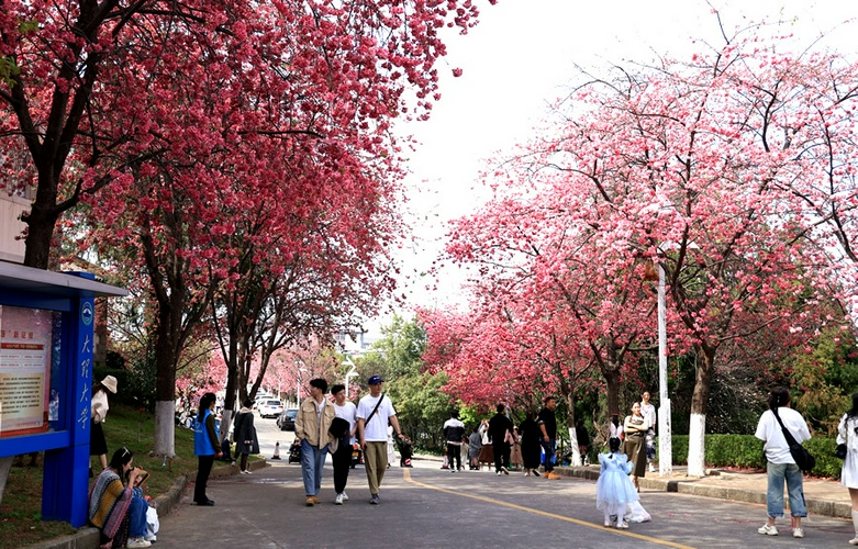 大理大学樱花