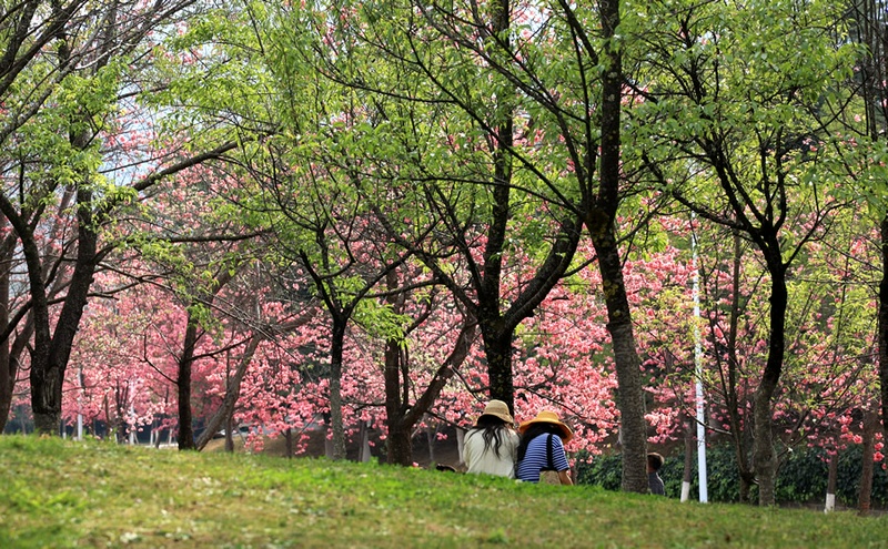 大理大学樱花